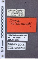 Etiketten zu Dima schimmeli (NHMW-ZOO-COL-0008739)